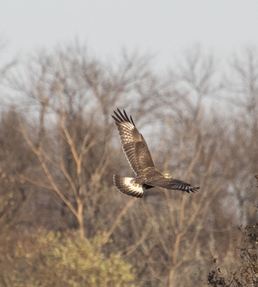 Rough-legged Hawk - Jenna Tranum