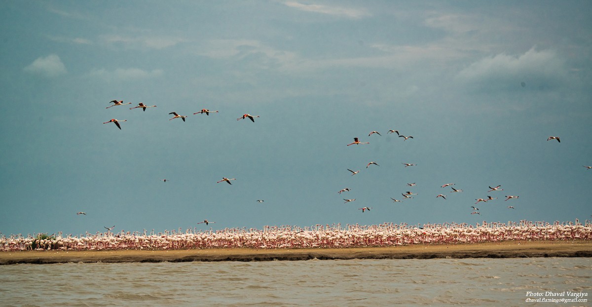 Greater Flamingo - ML277455901