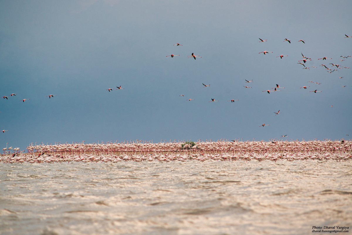 Greater Flamingo - ML277455931