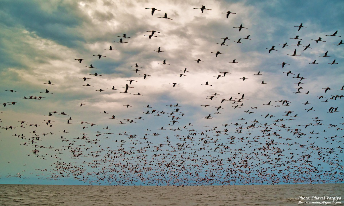 Greater Flamingo - ML277455941