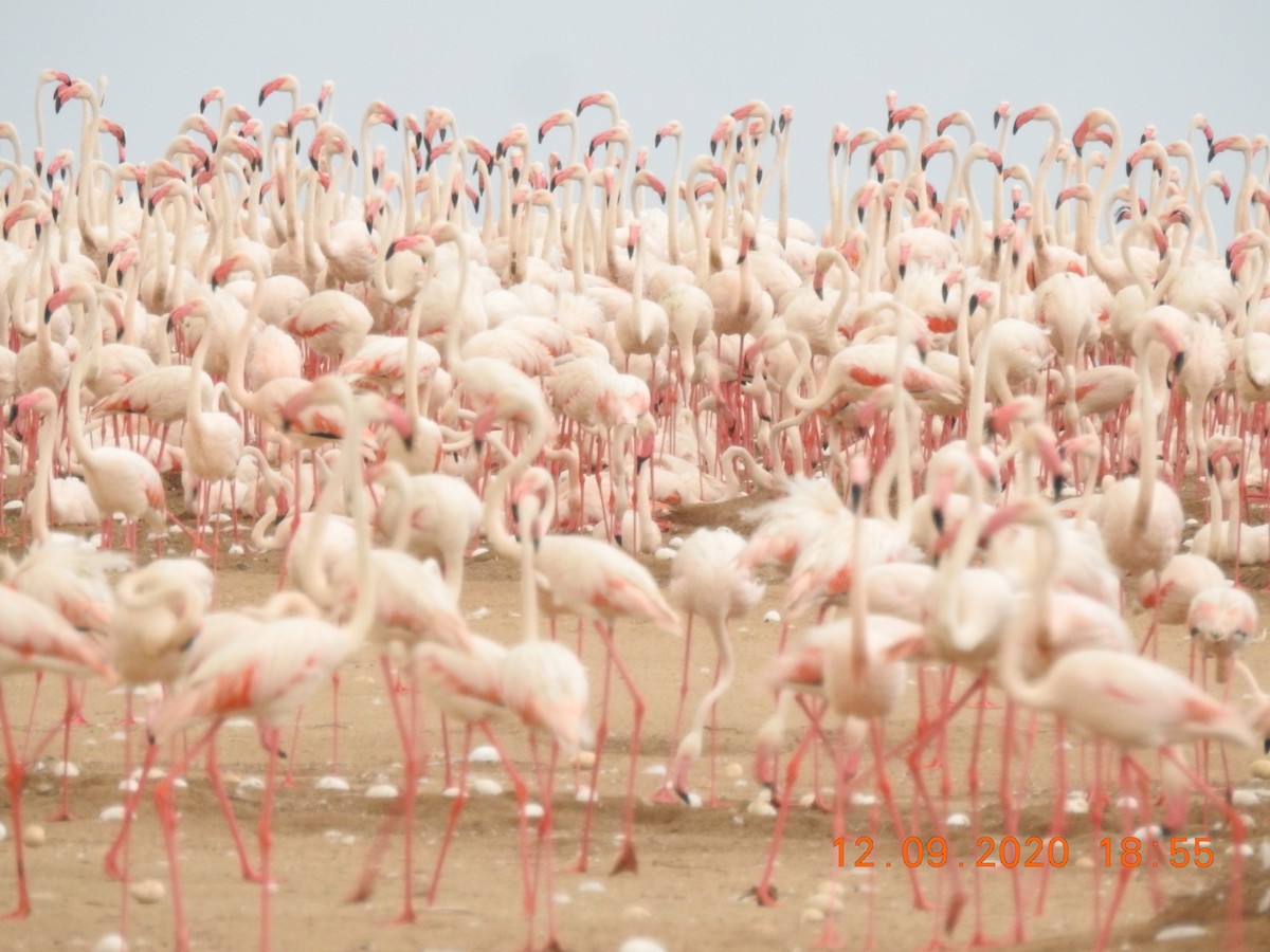 Flamingo - ML277456151