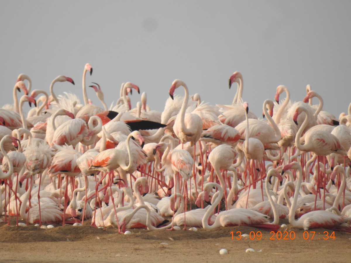 Greater Flamingo - ML277456261