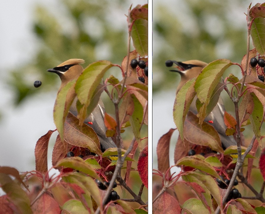 Cedar Waxwing - Jenna Tranum