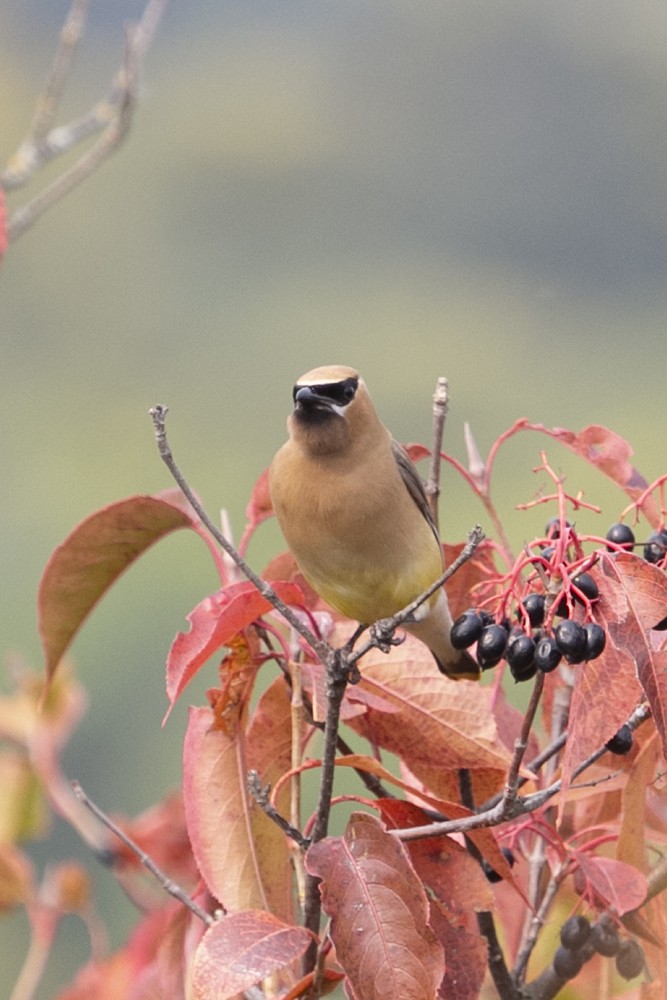 Cedar Waxwing - ML277458931