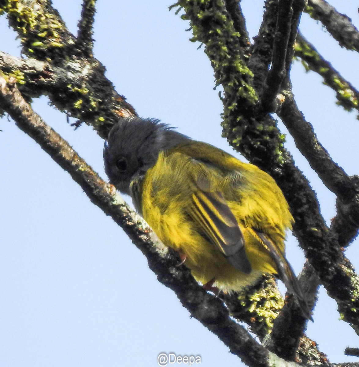 Gray-headed Canary-Flycatcher - ML277463181