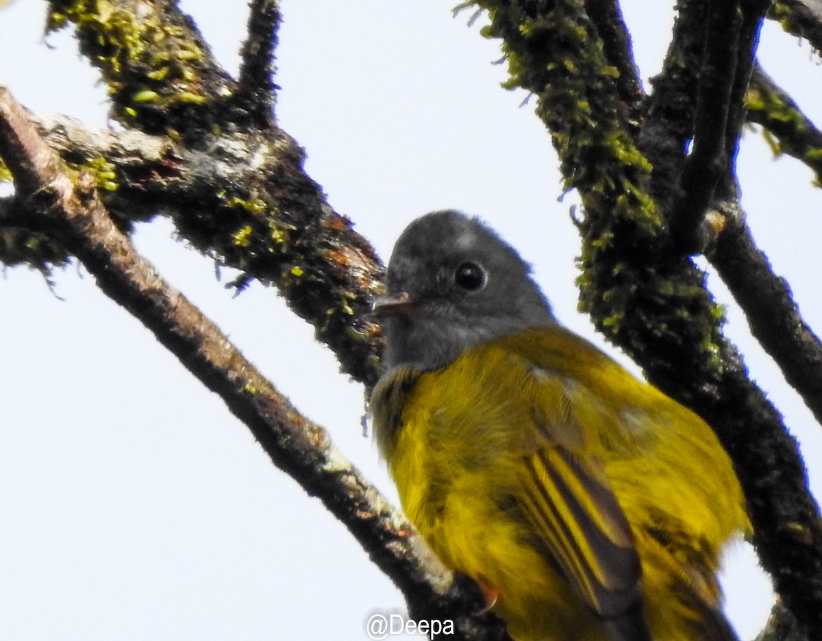 Gray-headed Canary-Flycatcher - ML277463311