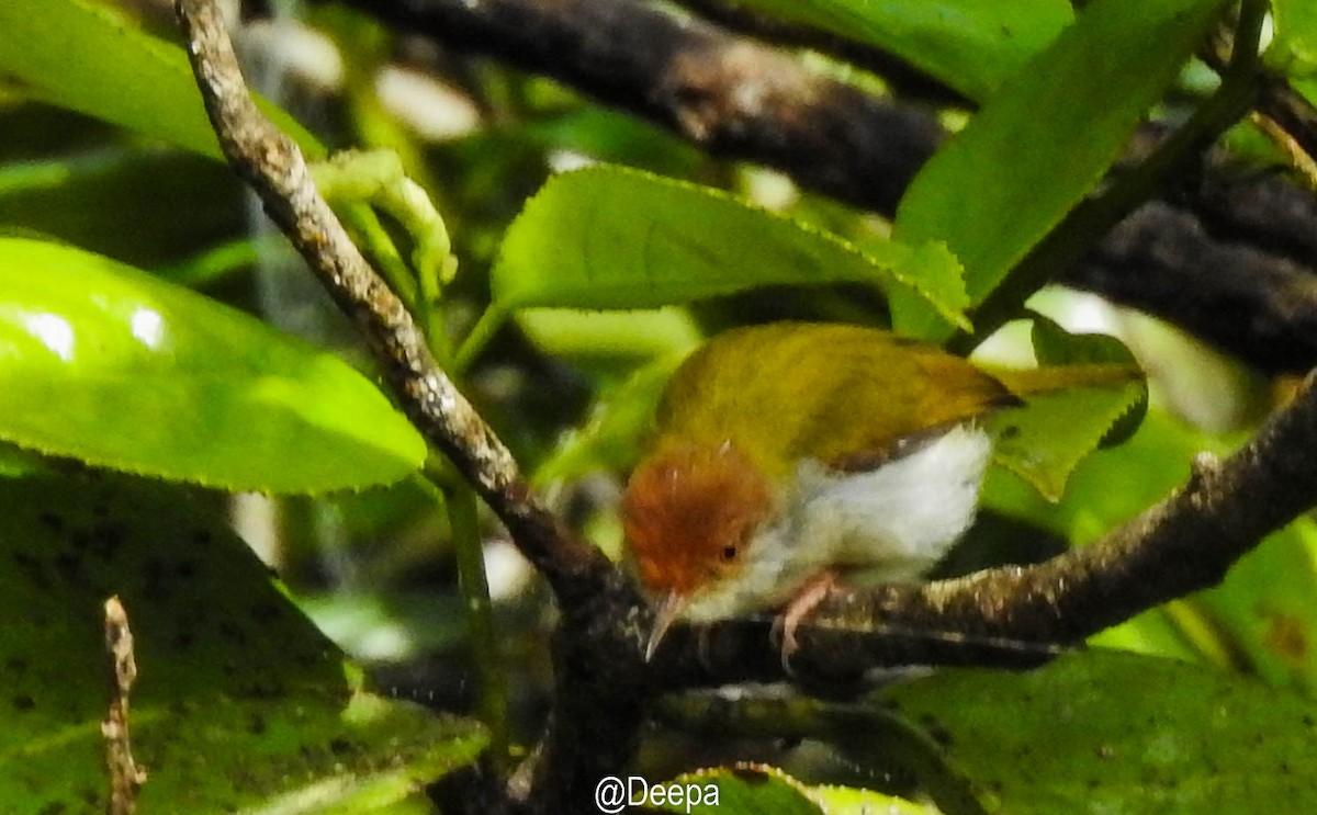 Common Tailorbird - ML277463551