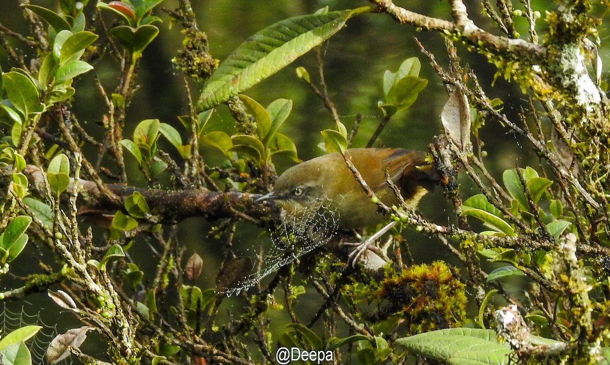 Sri Lanka Bush Warbler - ML277463941