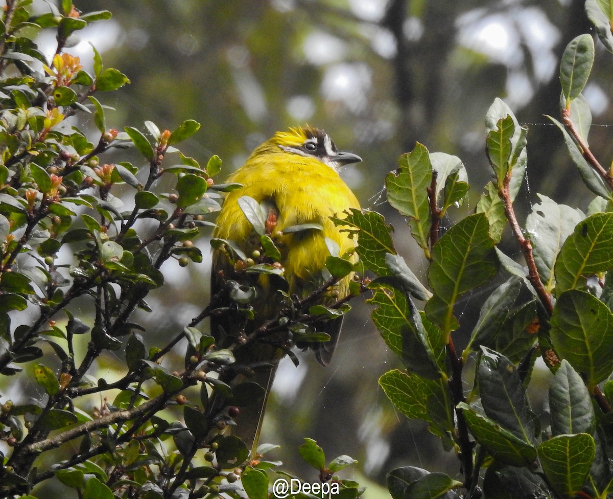 Yellow-eared Bulbul - ML277464711