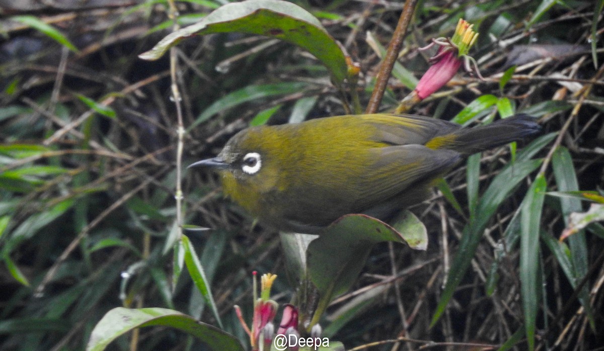 Sri Lanka White-eye - ML277465081