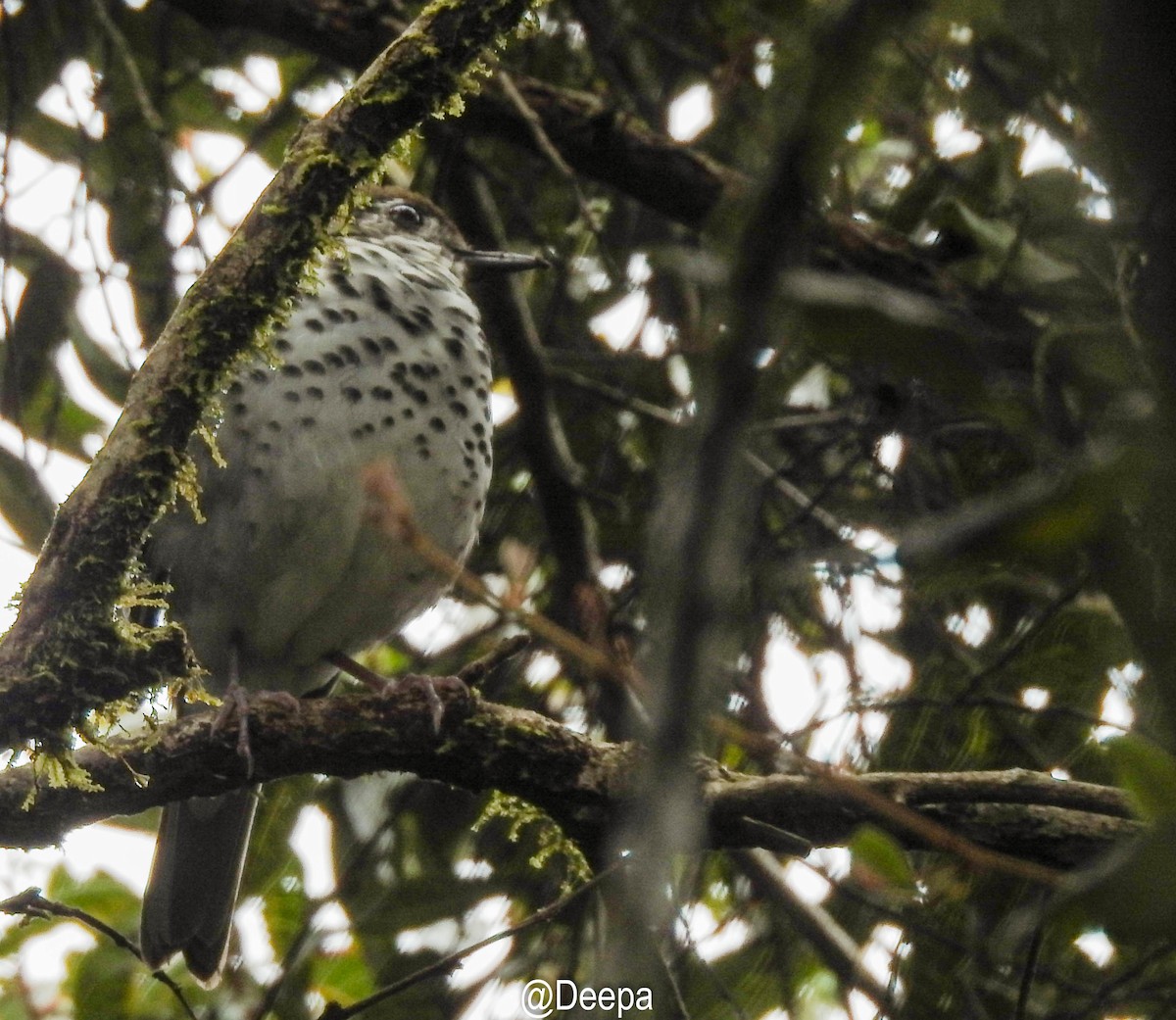 Spot-winged Thrush - ML277465871