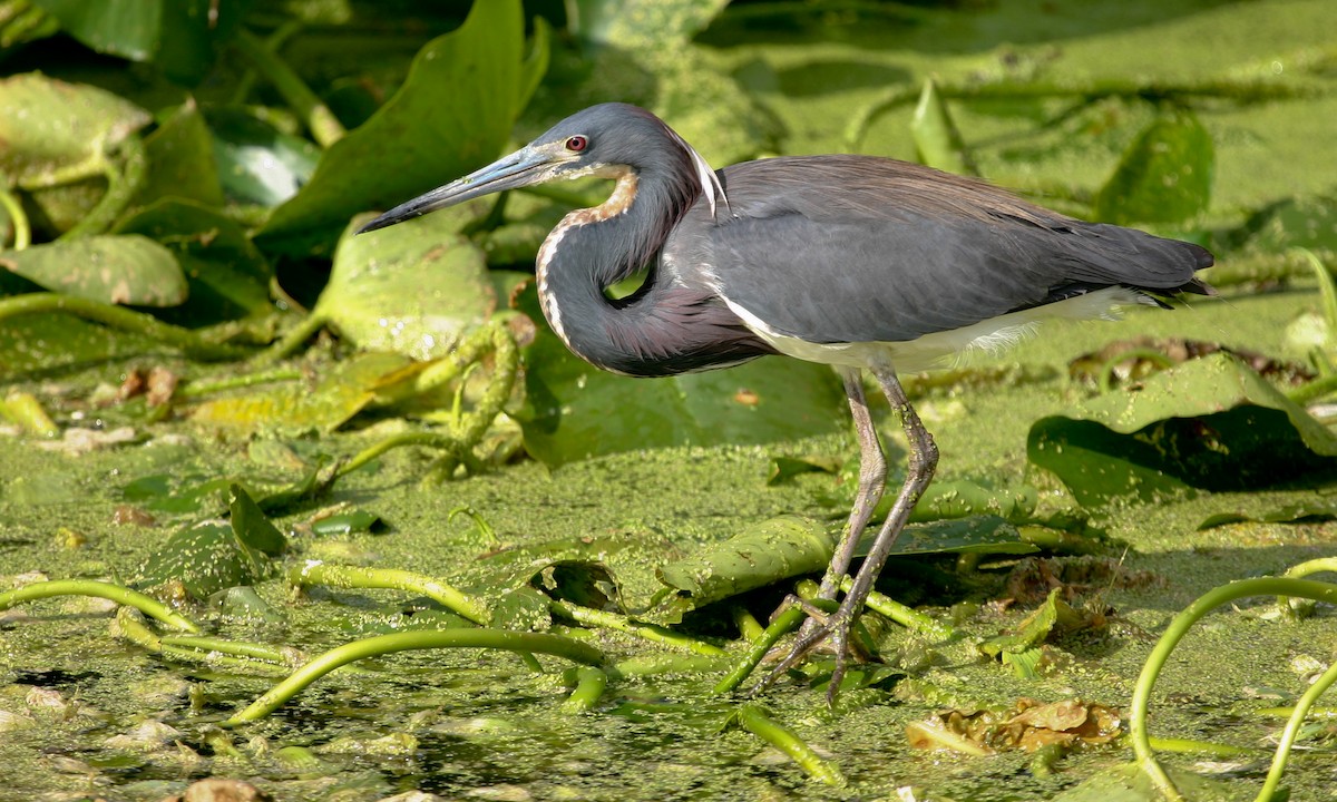 Tricolored Heron - Chris Wood