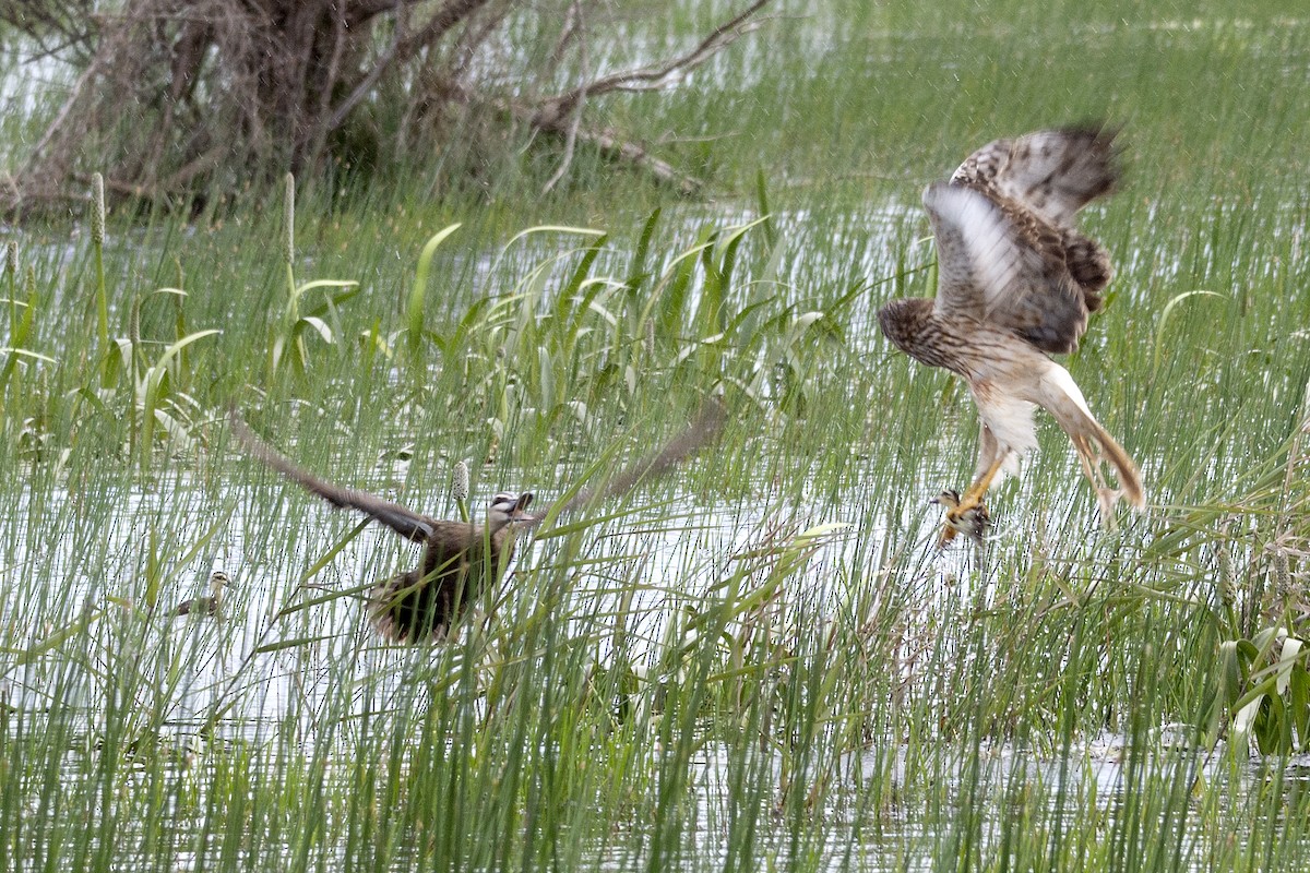 Swamp Harrier - ML277468181