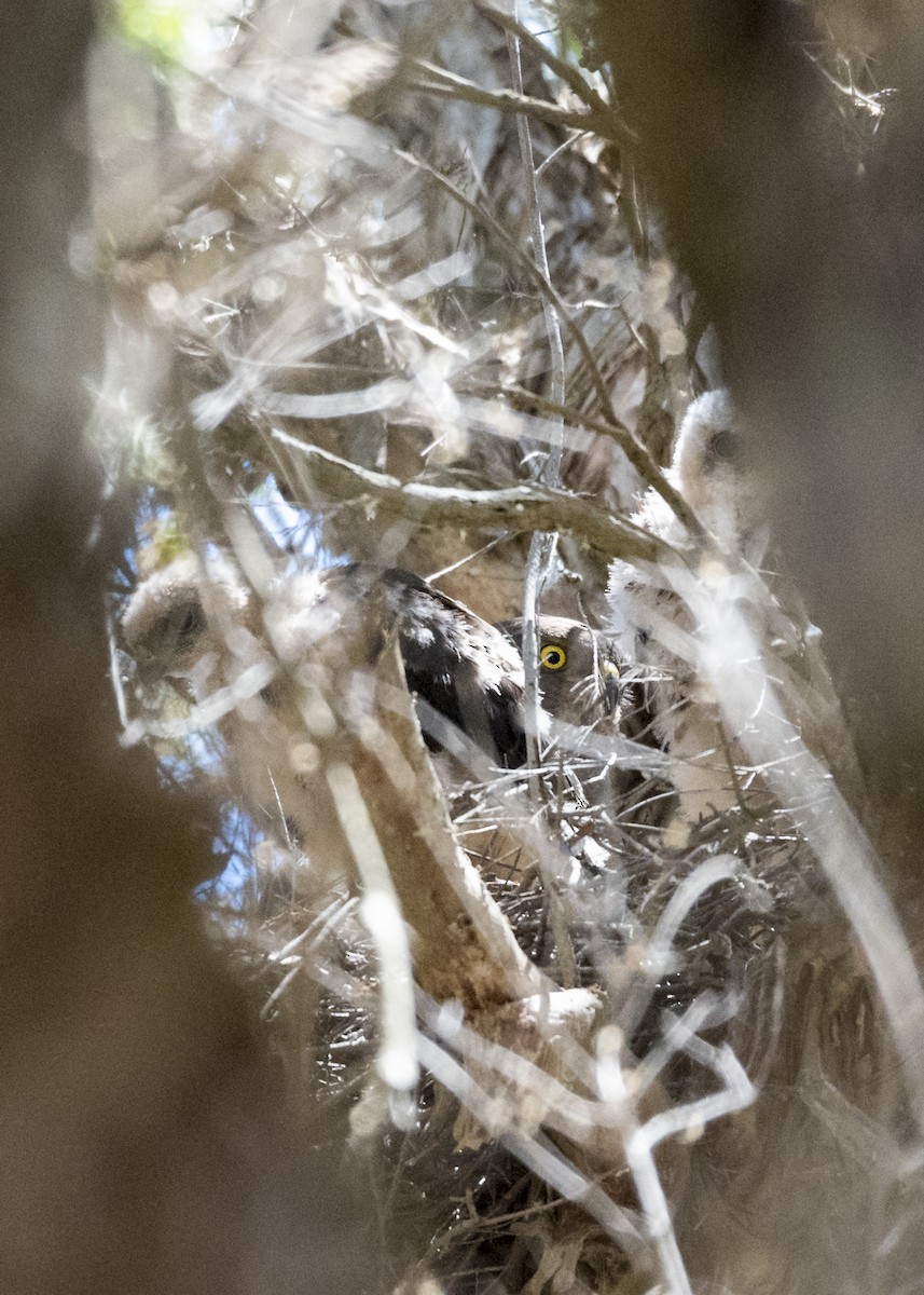 Brown Goshawk - ML277468741