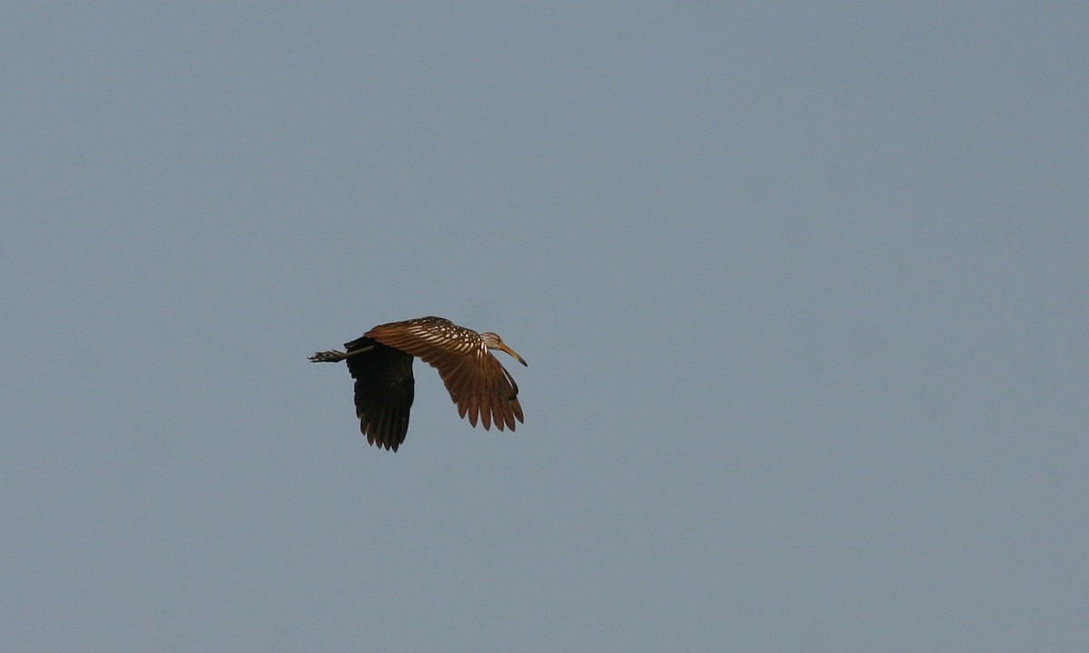 Limpkin - Chris Wood