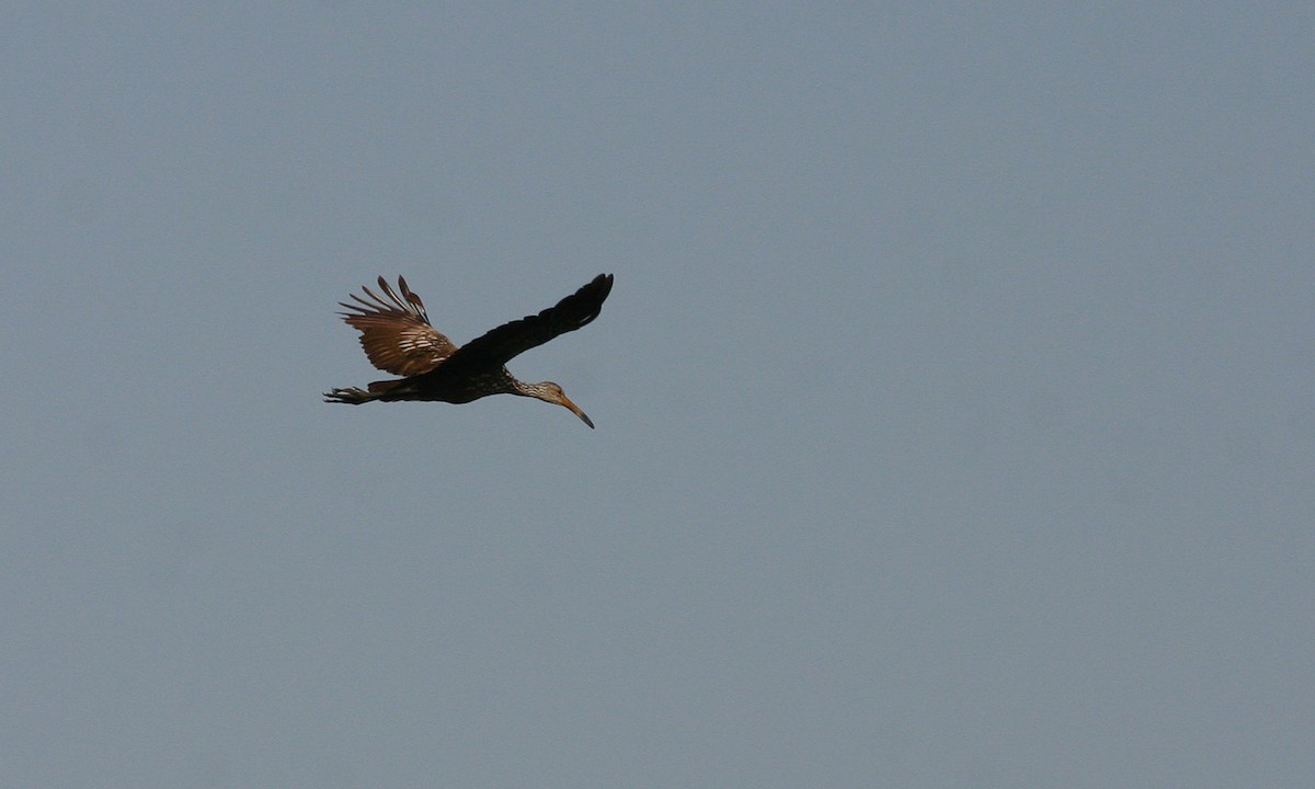 Limpkin - Chris Wood