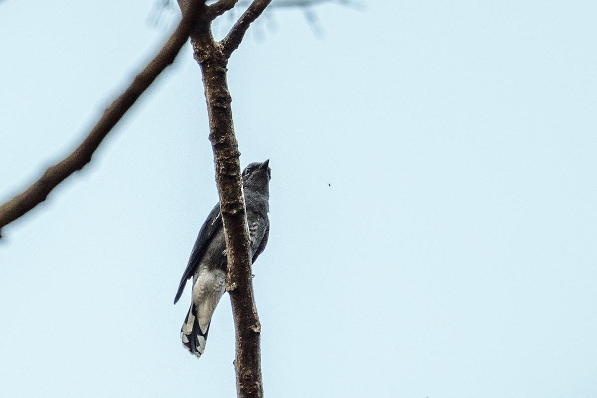 Black-winged Cuckooshrike - ML277469711