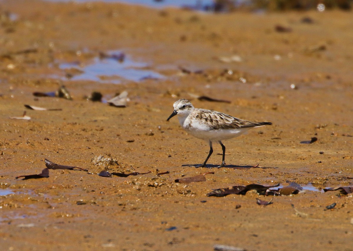 Red-necked Stint - Julie Sarna