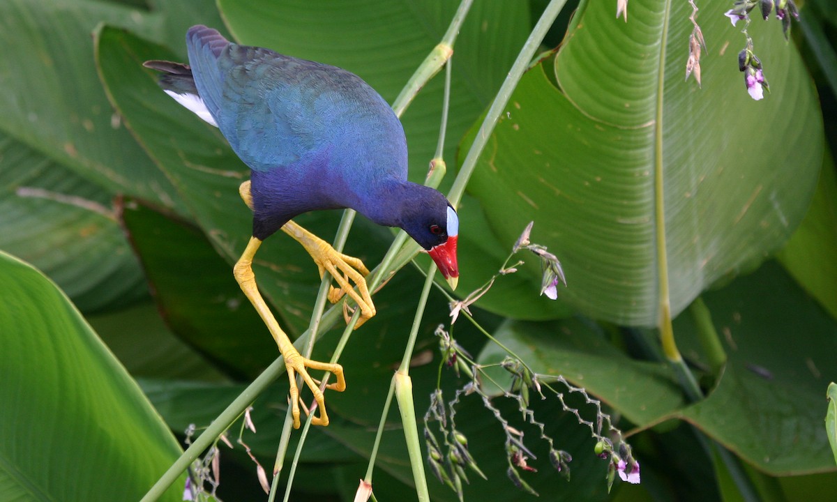 Purple Gallinule - Chris Wood