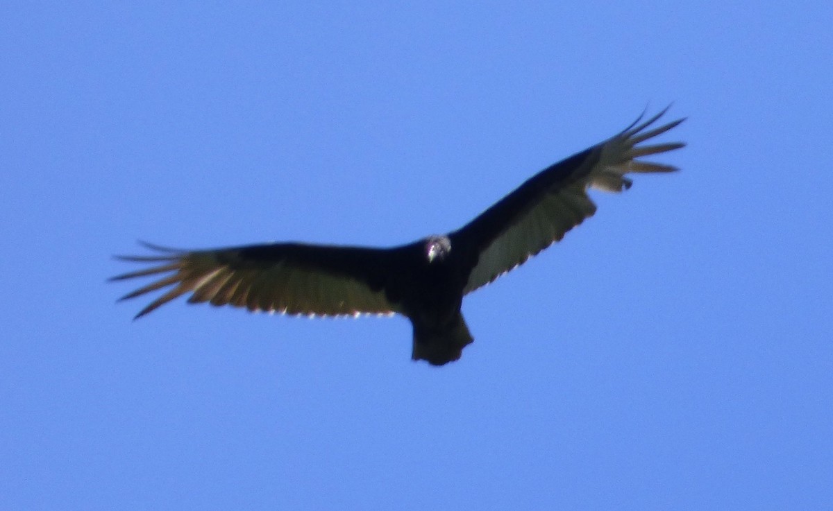 Turkey Vulture - Mary  McMahon