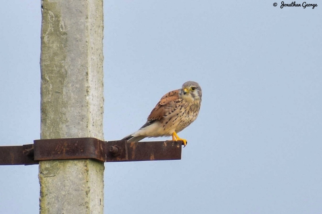 Eurasian Kestrel - ML277472471