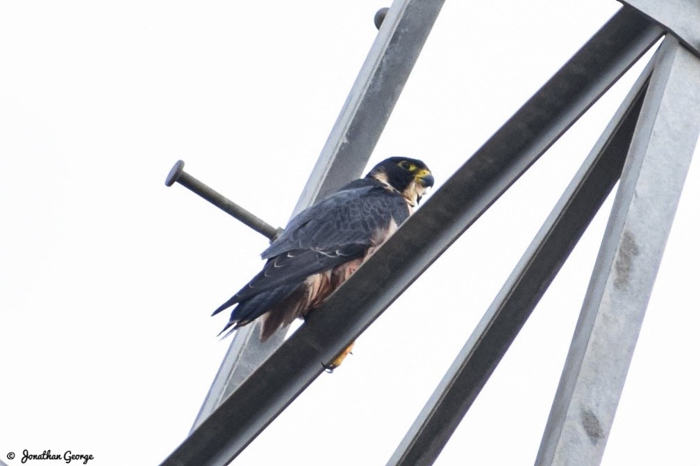 Peregrine Falcon - ML277472511