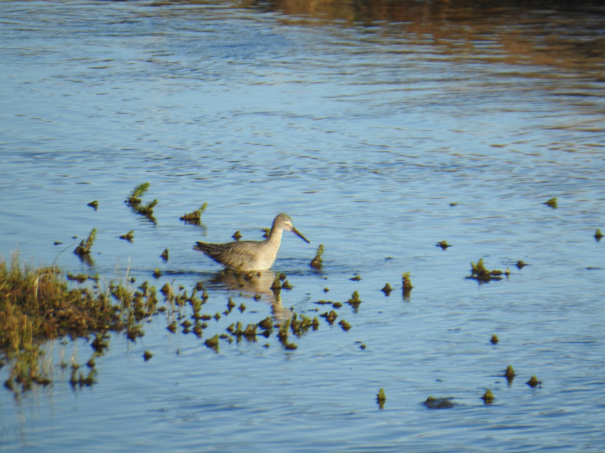 Willet - David Plotkin