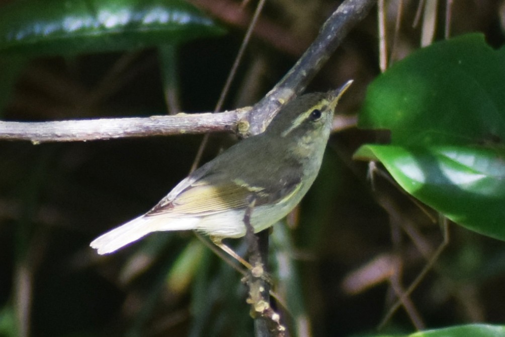 Greenish Warbler - ML277475211