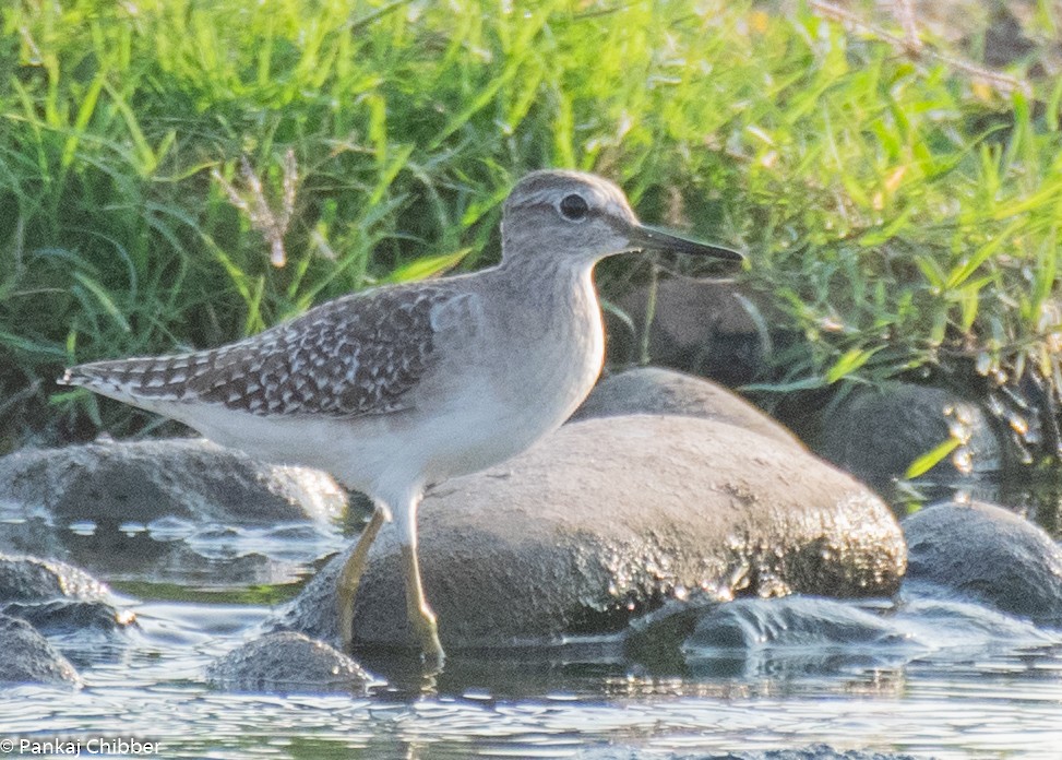 Wood Sandpiper - ML277475461