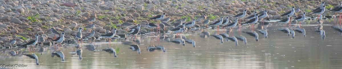 Black-winged Stilt - ML277475491