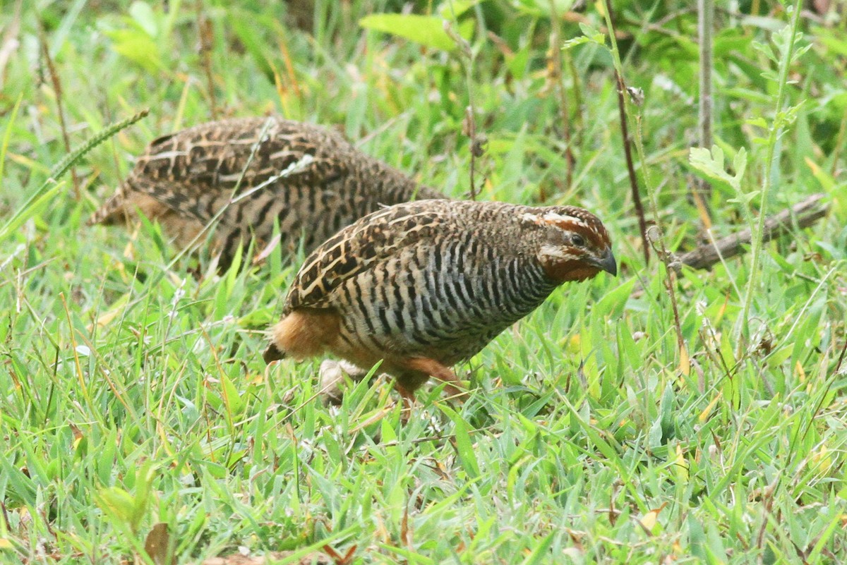 Jungle Bush-Quail - ML277476671