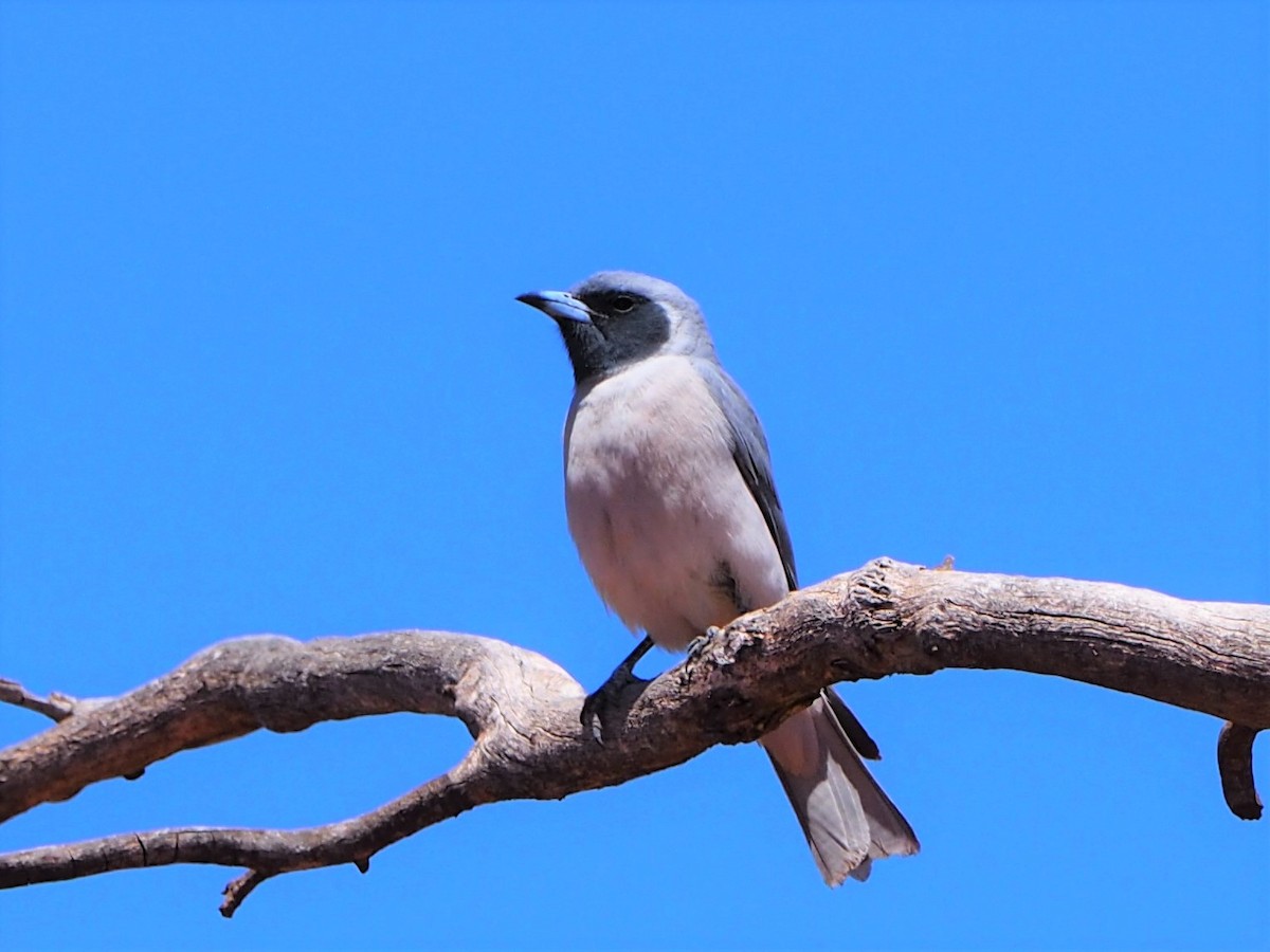 Masked Woodswallow - ML277477771