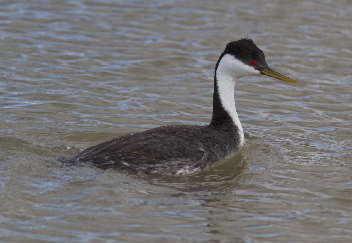 Western Grebe - ML27747781