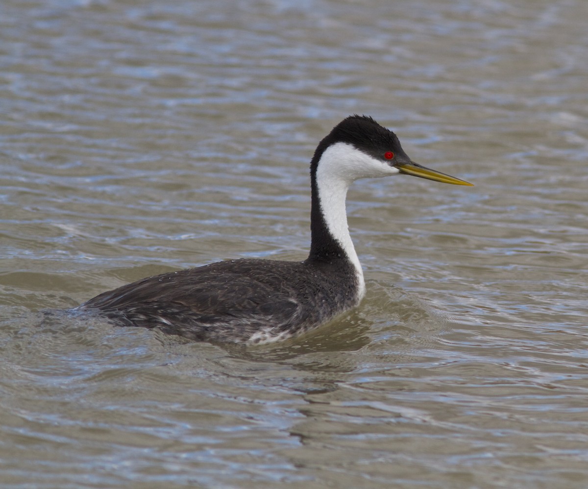 Western Grebe - ML27747791