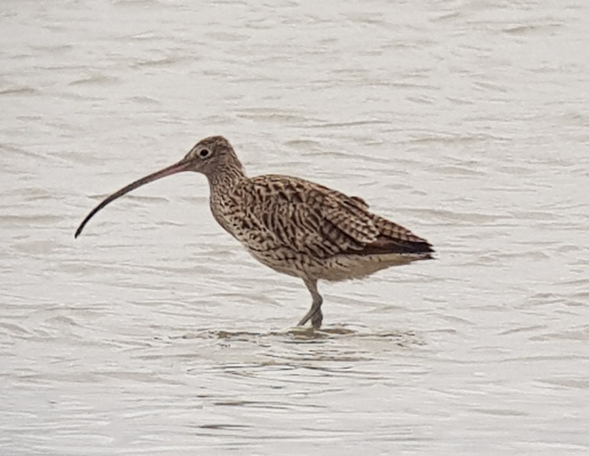 Far Eastern Curlew - ML277478421