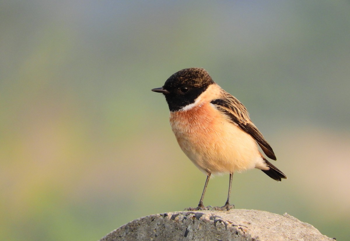 Siberian Stonechat - ML277478581