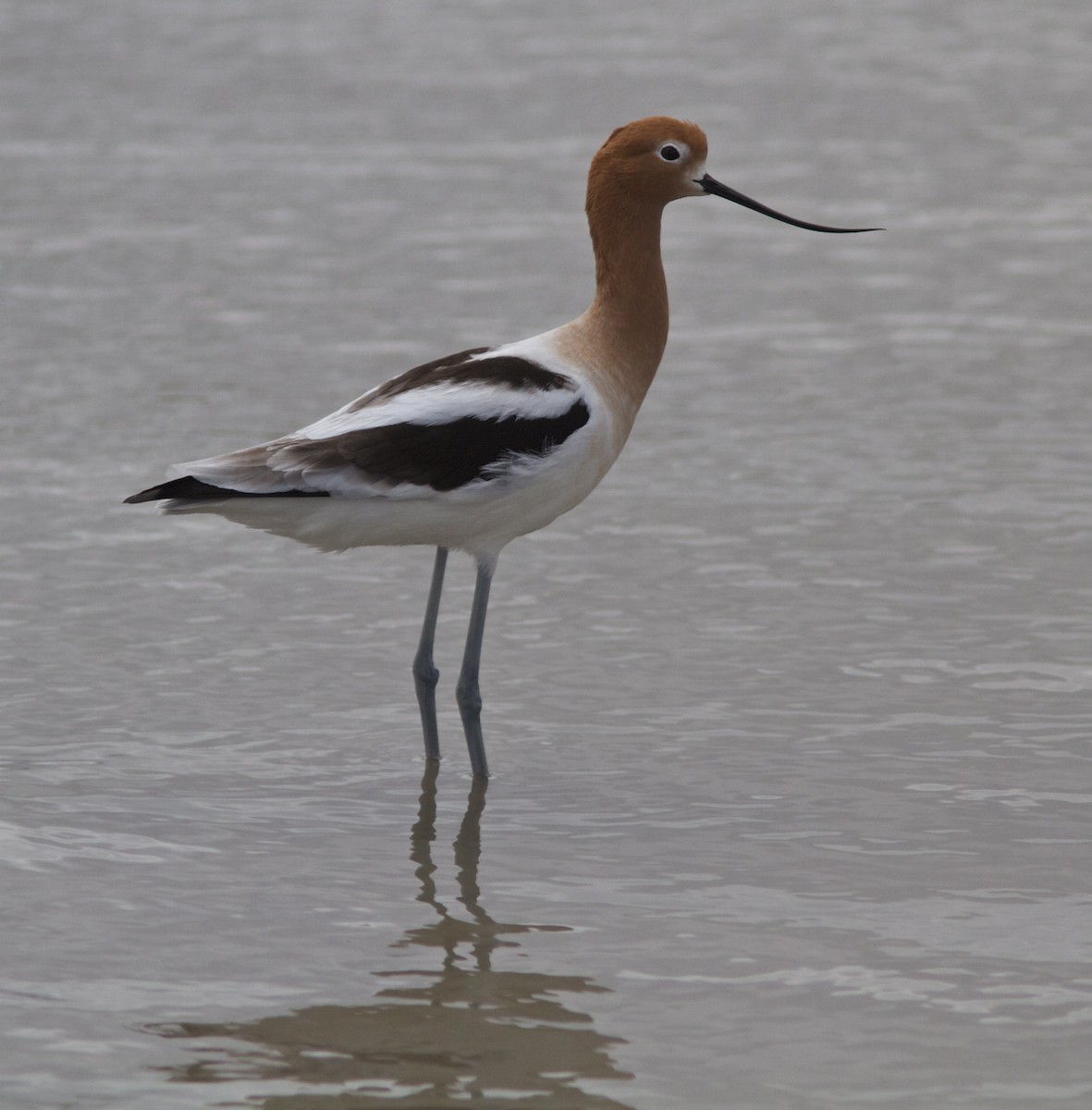 American Avocet - ML27747931