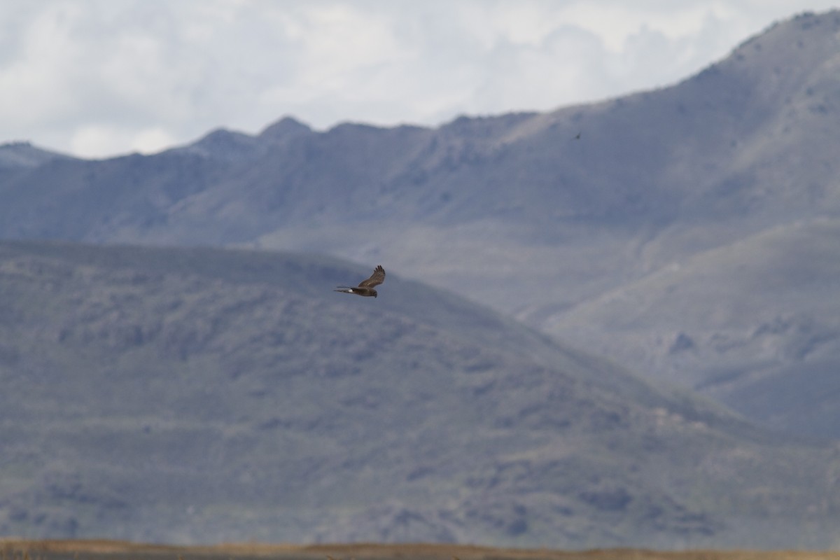 Northern Harrier - ML27748081