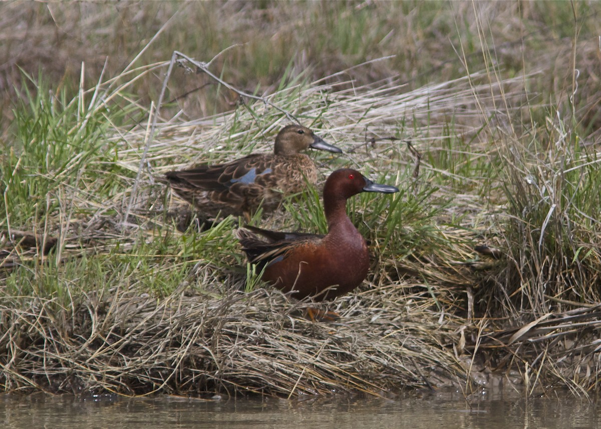 Cinnamon Teal - ML27748301