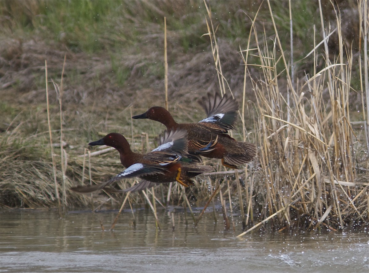 Cinnamon Teal - ML27748401