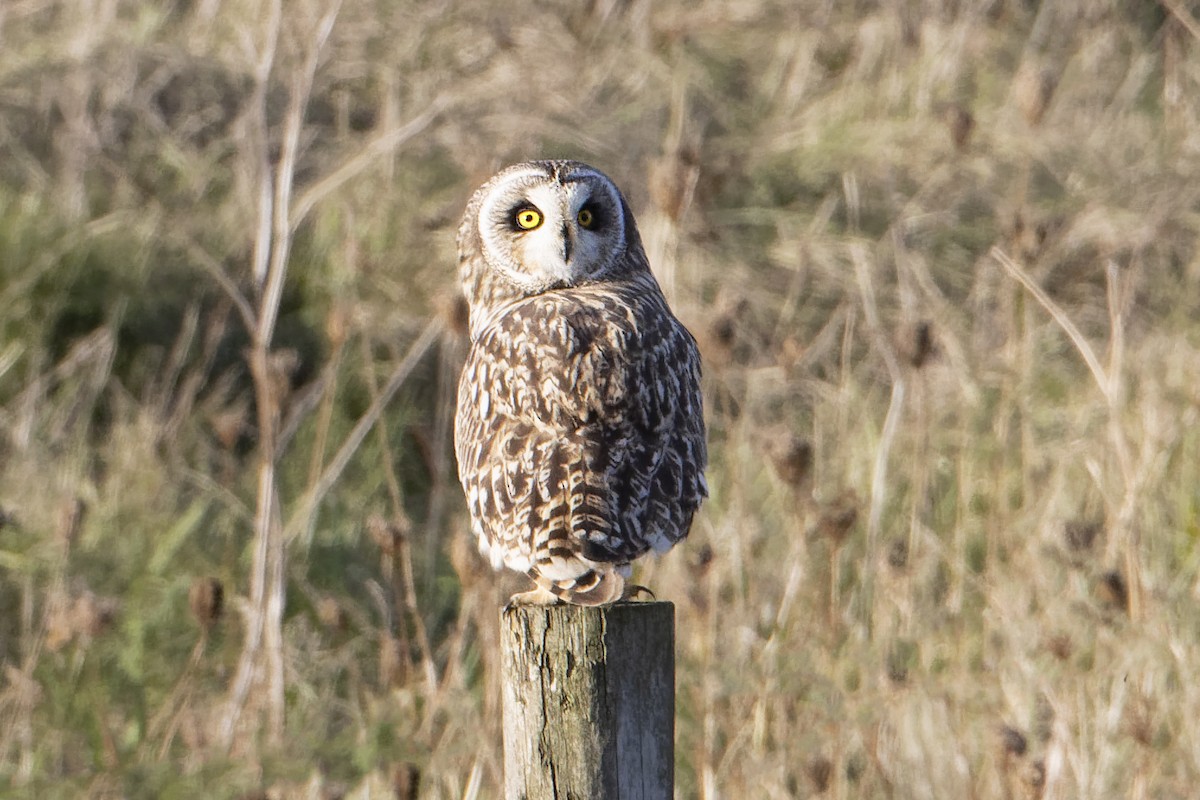 Short-eared Owl - ML277484181