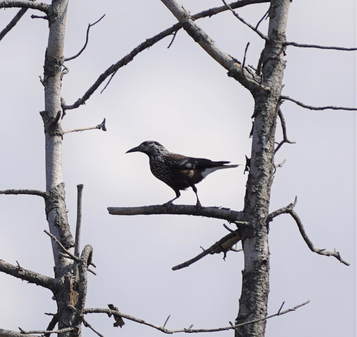 Eurasian Nutcracker - Kunal Bamby