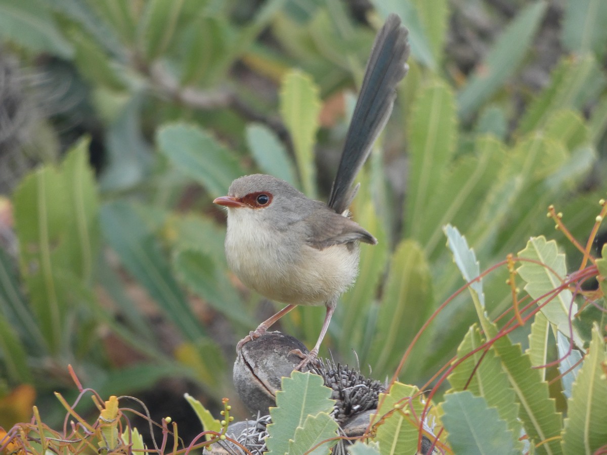 Variegated Fairywren - ML277484691