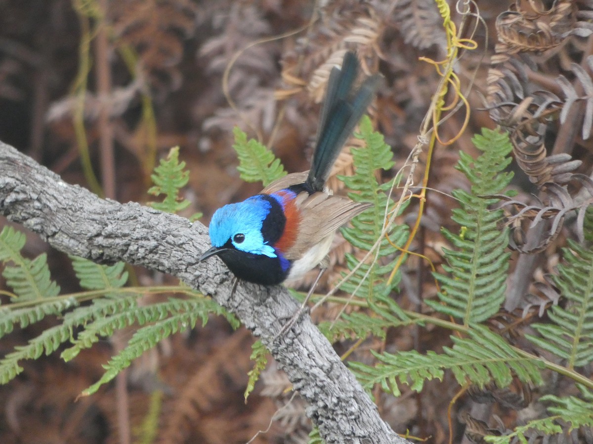 Variegated Fairywren - ML277484711