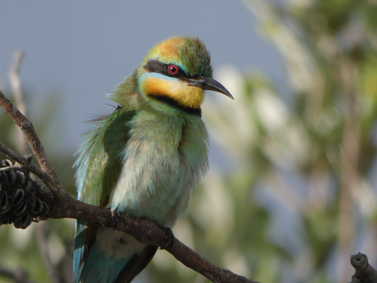 Rainbow Bee-eater - ML277484721