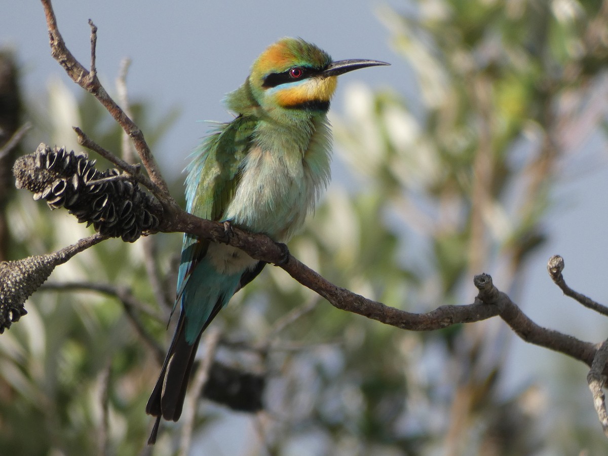 Rainbow Bee-eater - ML277484731