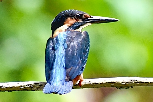 Common Kingfisher (Common) - ML277486801