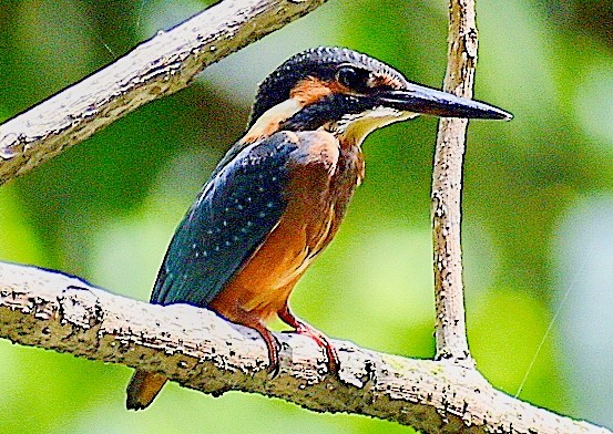 Common Kingfisher (Common) - ML277486811