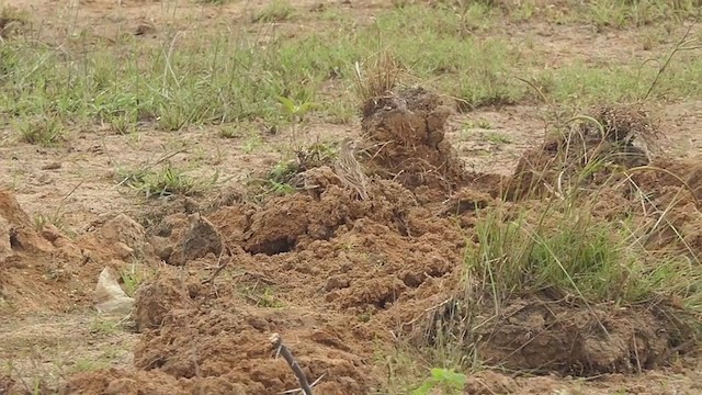 Mongolian Short-toed Lark - ML277486831