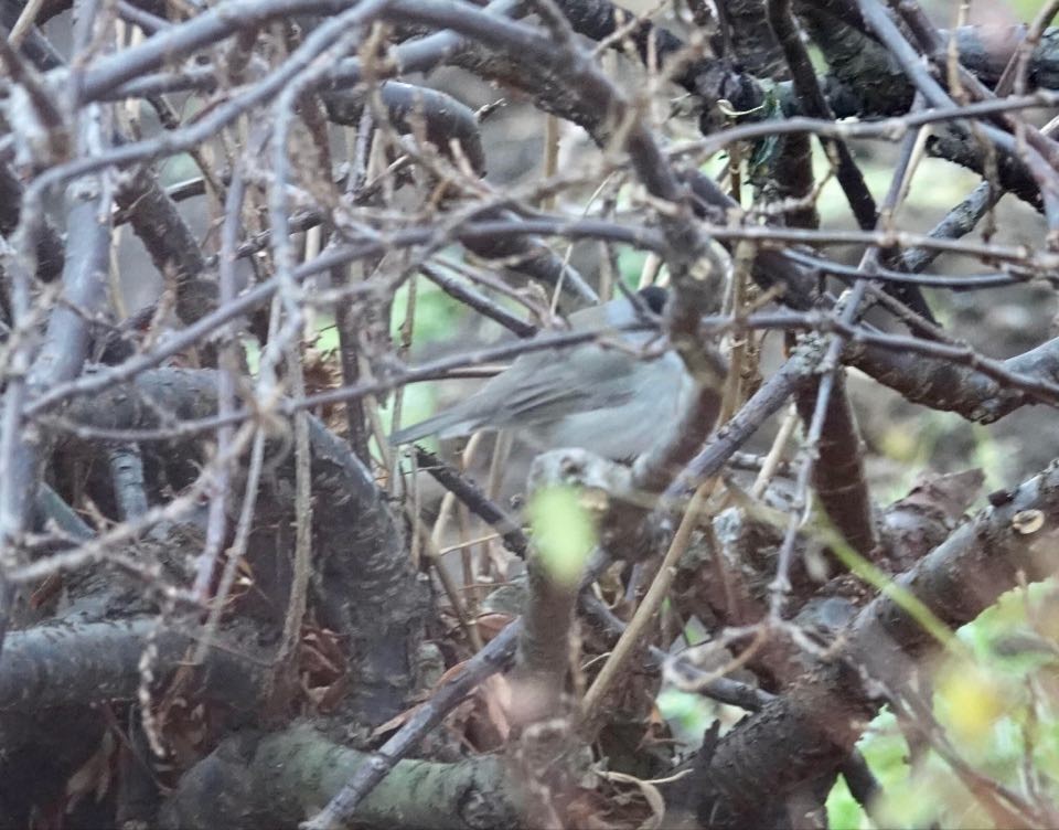 Eurasian Blackcap - ML277486841